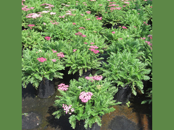 Wholesale Plant Farm assets only sale