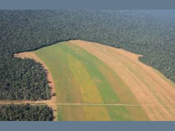 Funding for New Feedstocks-Reforestation