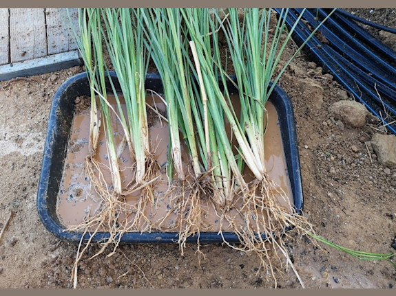 Rooted Success: Thriving Vetiver Grass