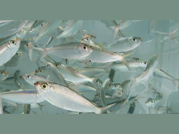 Fishing Bait Route, Suburban Chicago, IL to WI