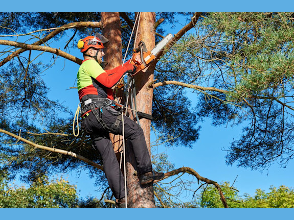 Tree Service Franchise