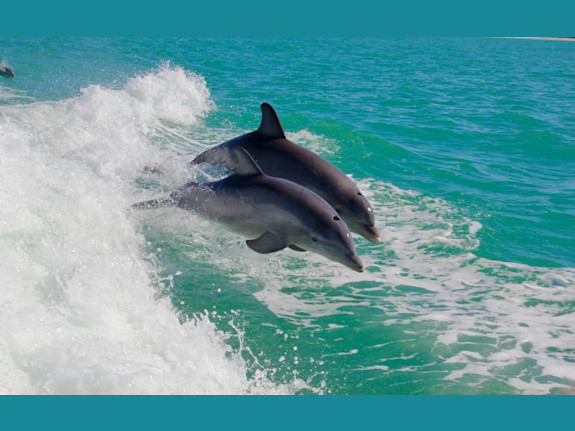 Lucrative Boat Tours - Top Location in FL