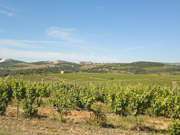 Farm 145Ha with Vineyard of 30Ha in Portugal