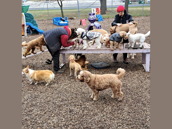 Established Pet Daycare & Grooming Business