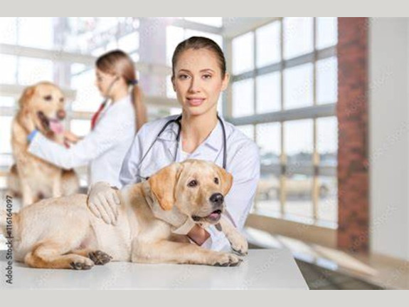 Growing Veterinary Services
