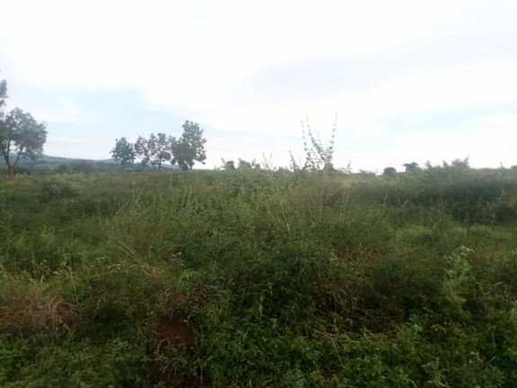1000 Acres / 1.5 Square Mile In Kyankwanzi District