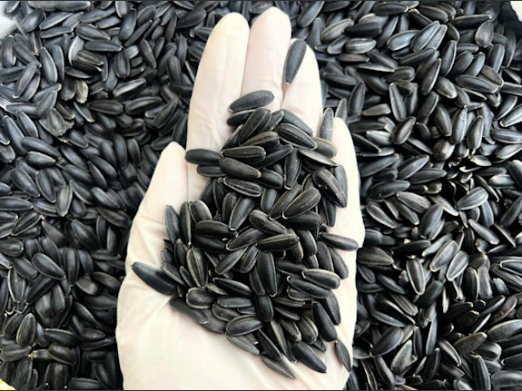 Moldova’s Top Confection Sunflower Seeds