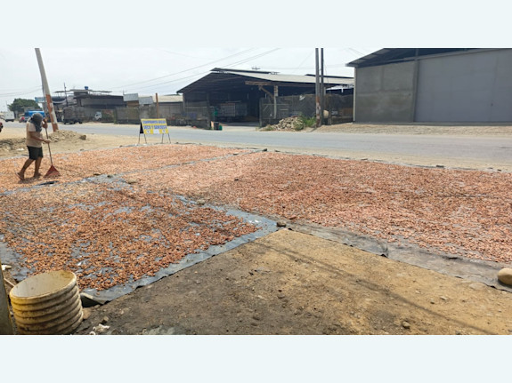 Cacao Beans for Export top quality