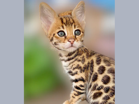 Become 1/50 Ashera® Breeders | Livestock Included