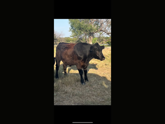 Large Beef Supplier Seeking U.S./Int'l Markets