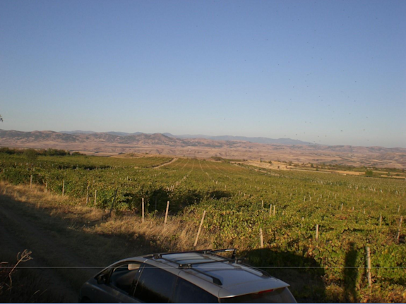 Vineyard for selling in Gorobinci ,N.Macedonia