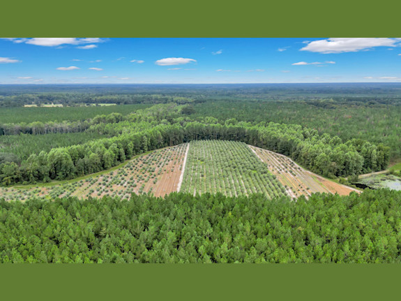 Georgia Olive Farm and Business For Sale