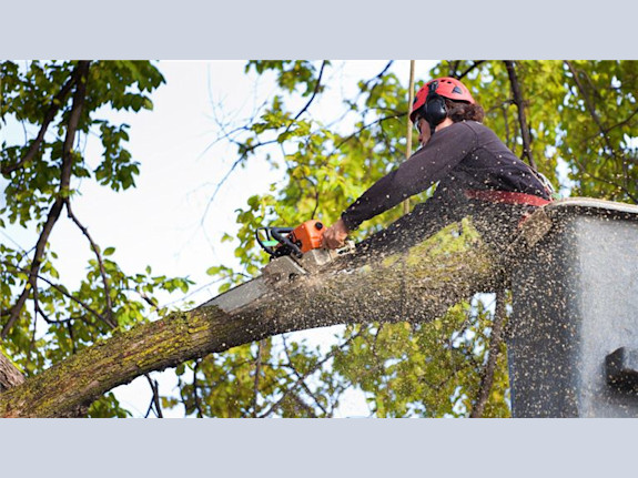 Trusted Tree Service Provider