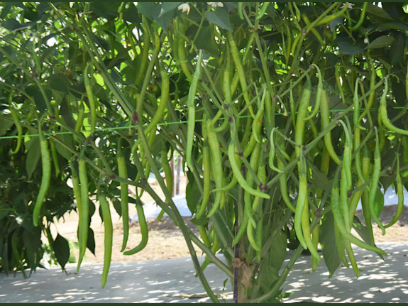 Premium Rani Marcha  (Green Chili)