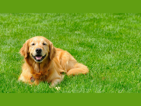 Established Organic Lawn Care & Pest Control