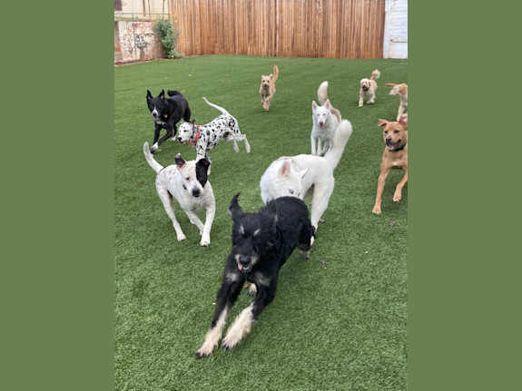 Unique Dog Care Establishment