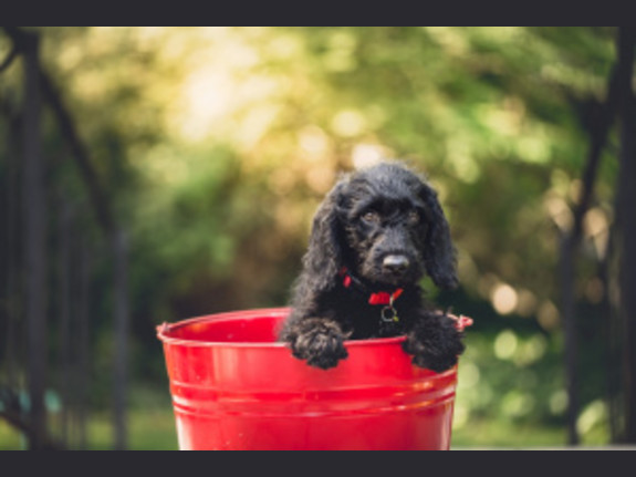 Neighborhood Grooming and Pet Shop of 25 Years