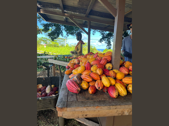 Self Sustainable Tropical Estate & Cacao Farm