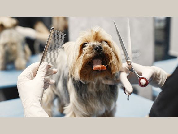 Profitable, Fully Equipped Pet Grooming Business