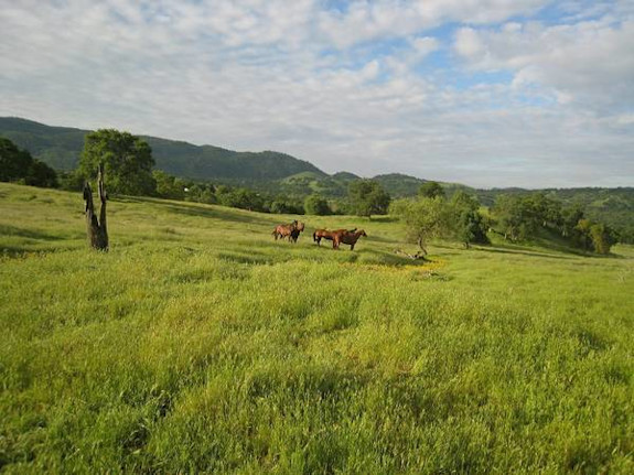 3000 Ac Ranch - Exeter, Ca.