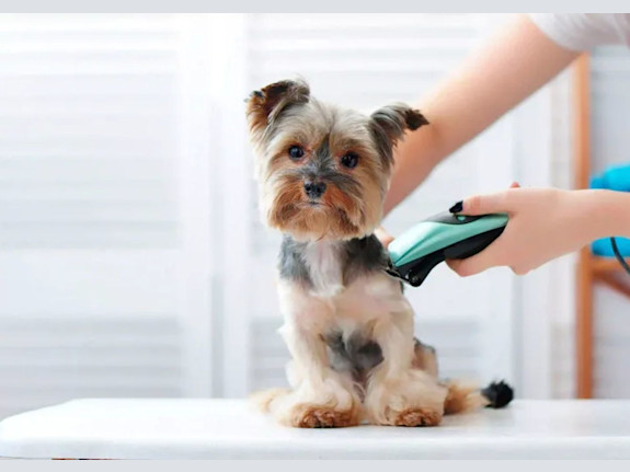 Dog Grooming With Consistent Growth
