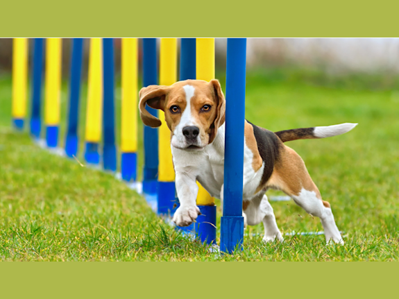 Dog Training Franchise – Turnkey Operations