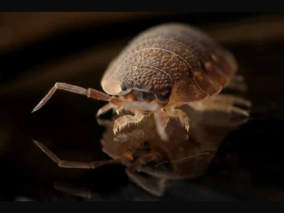 Long Time Pest Control Business