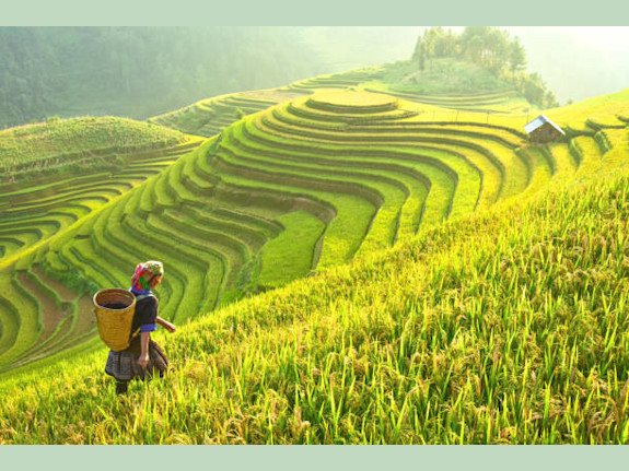 140% ROI Rice Trade Financing