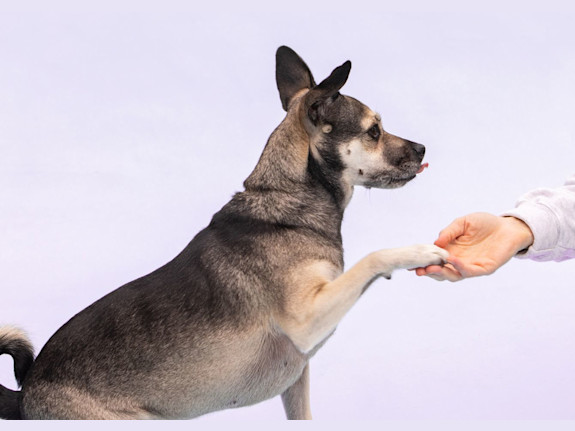 SBA Approved/ Absentee Owned Dog Training Business