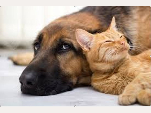 Successful, Profitable Seattle Pet Supply Grooming