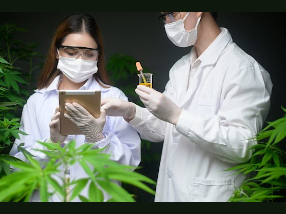 Easy Access to Specialized Cannabis Business Loans