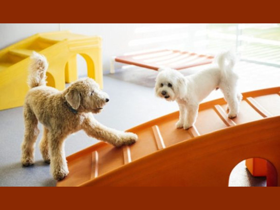 Turnkey Pet Resort: Absentee-owned & Highly Rated