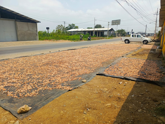 Cacao Beans for Export top quality