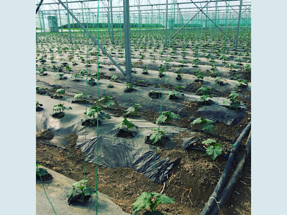 Greenhouse for sale. Equipped with all systems