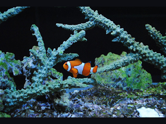 Exotic Fish and Pet Store - 29 Year History