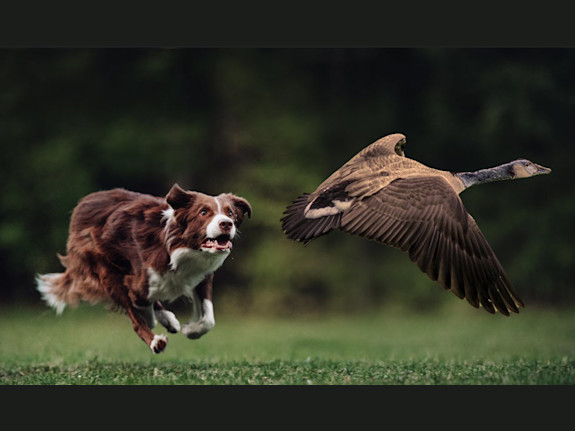 Canada Goose Control