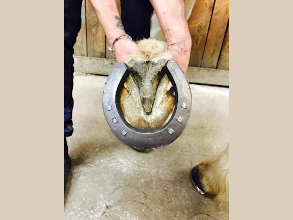 Profitable Vocational School/SEVIS/Accreditation