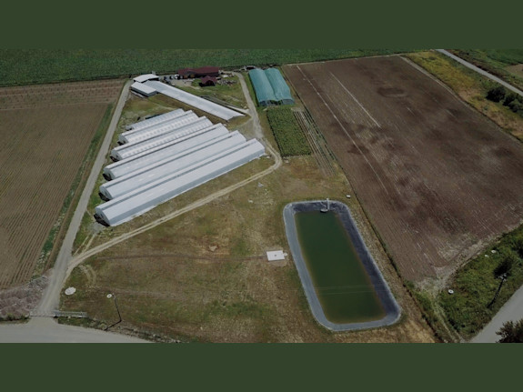 Premium Nursery For The Production Of Walnut Trees