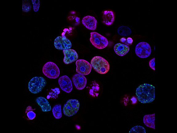 Non-MolDX Molecular Laboratory for sale