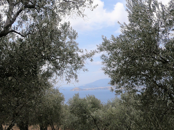 20,000 m² Olive Land / Türkiye/ İzmir