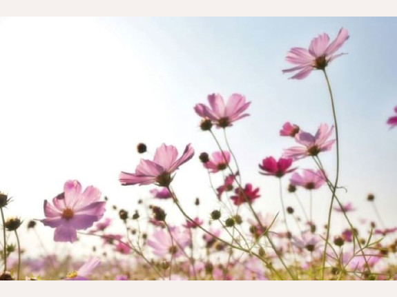 Flower Shop/ Stellar Opportunity  / New Price