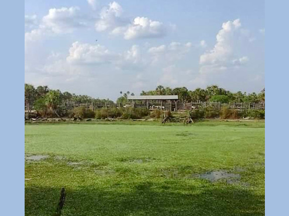 Livestock Farm in Alto Paraguay, Paraguay