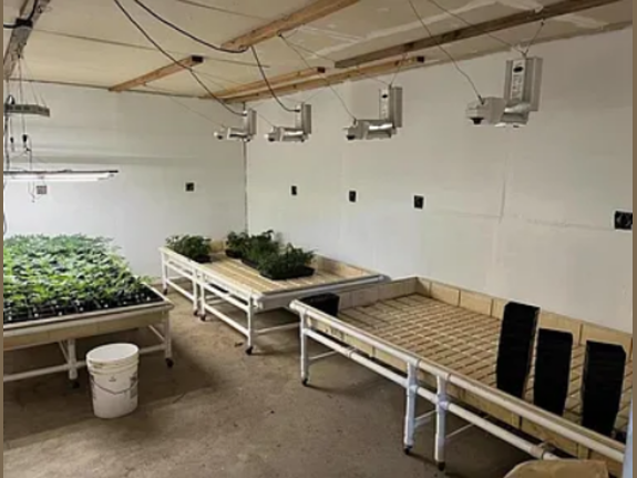 Cannabis Grow--California