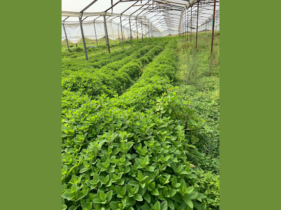 Organic Farm For Sale in Colombia