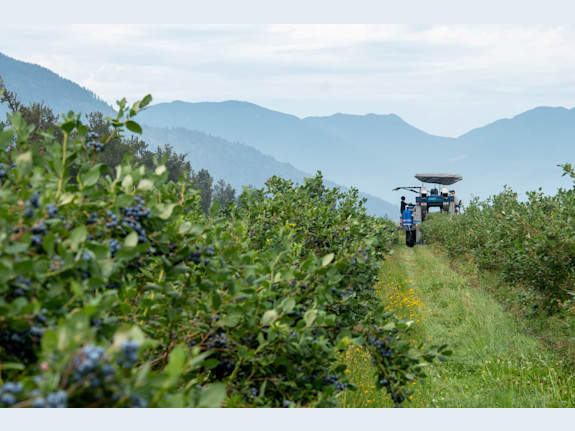 Estate Winery and Craft Distillery for Sale