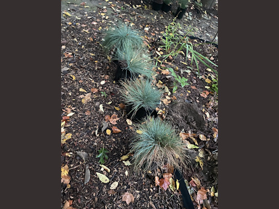 Agricultural Firm for Sale