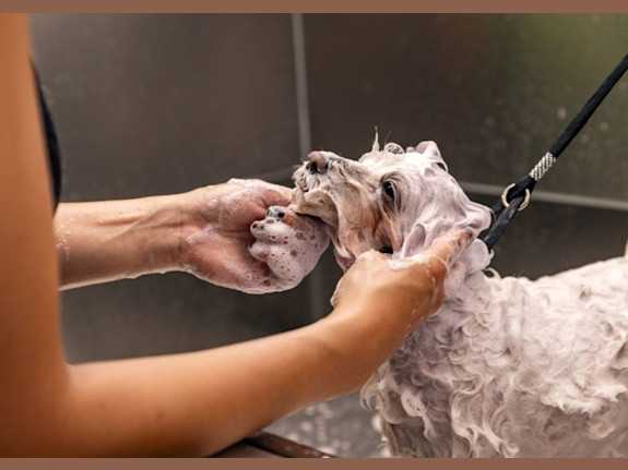 Profitable Chicagoland Pet Grooming Salon – $525K