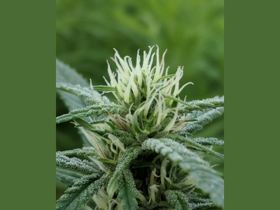 Cannabis & Cannabinoid Research Business