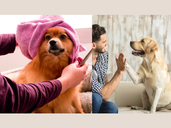 One Purr-fect Business Opportunity