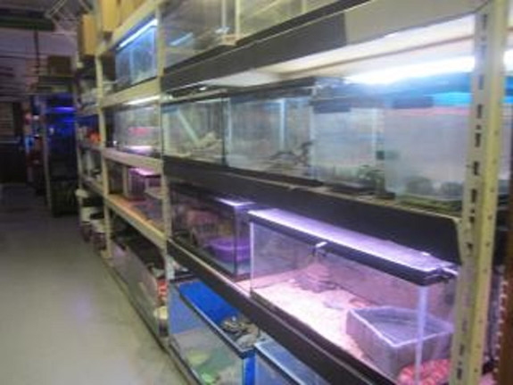 Mega Pet Store for Sale in Nassau County, NY